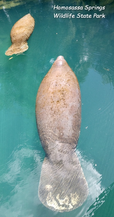 Crystal Isles 12 Manatees